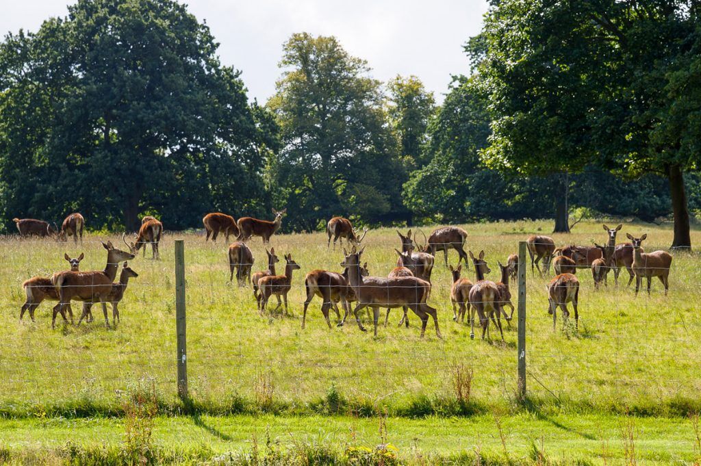 Wedding_St_Audries_Park_Taunton_43 Wedding Photography at St Audries Park Taunton